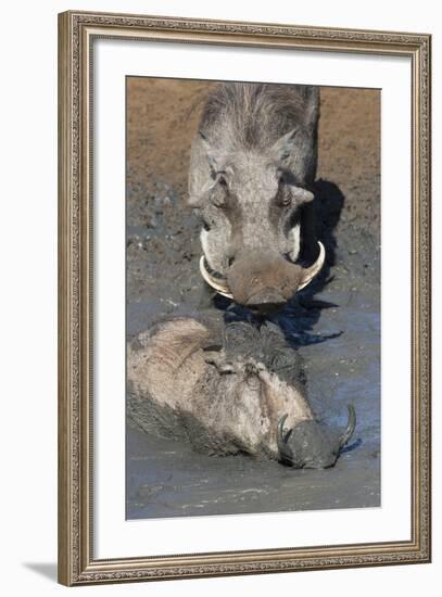 Warthog (Phacochoerus Aethiopicus) Mudbathing, Mkhuze Game Reserve, Kwazulu-Natal, South Africa-Ann & Steve Toon-Framed Photographic Print