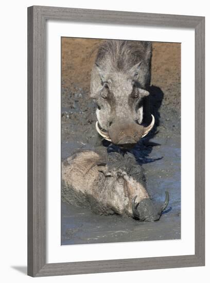 Warthog (Phacochoerus Aethiopicus) Mudbathing, Mkhuze Game Reserve, Kwazulu-Natal, South Africa-Ann & Steve Toon-Framed Photographic Print