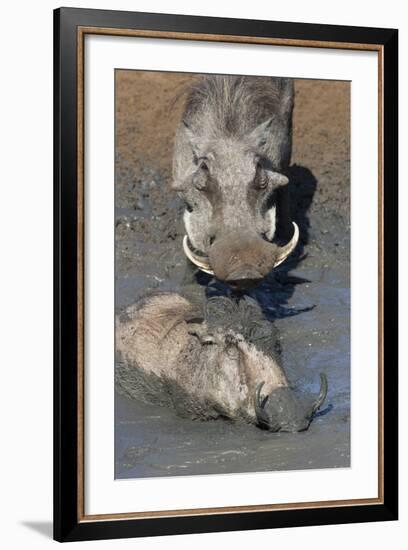 Warthog (Phacochoerus Aethiopicus) Mudbathing, Mkhuze Game Reserve, Kwazulu-Natal, South Africa-Ann & Steve Toon-Framed Photographic Print
