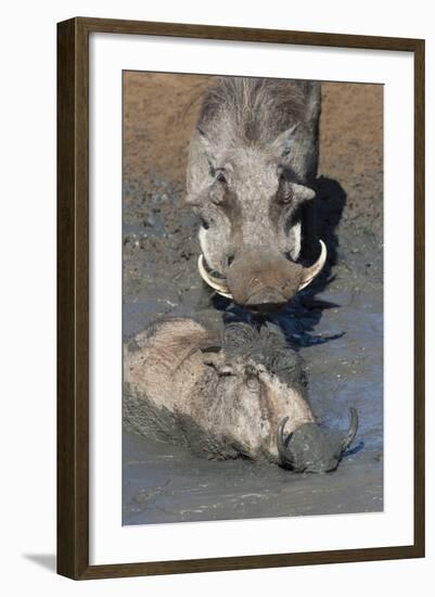 Warthog (Phacochoerus Aethiopicus) Mudbathing, Mkhuze Game Reserve, Kwazulu-Natal, South Africa-Ann & Steve Toon-Framed Photographic Print