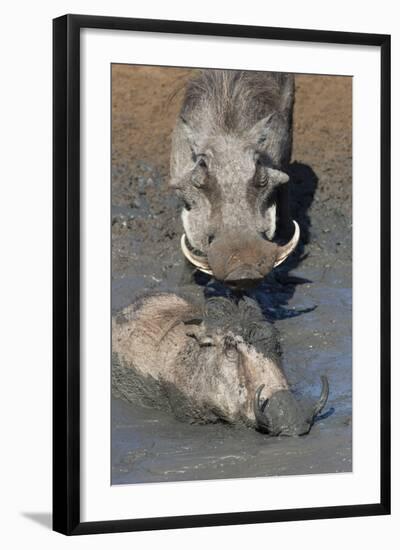 Warthog (Phacochoerus Aethiopicus) Mudbathing, Mkhuze Game Reserve, Kwazulu-Natal, South Africa-Ann & Steve Toon-Framed Photographic Print