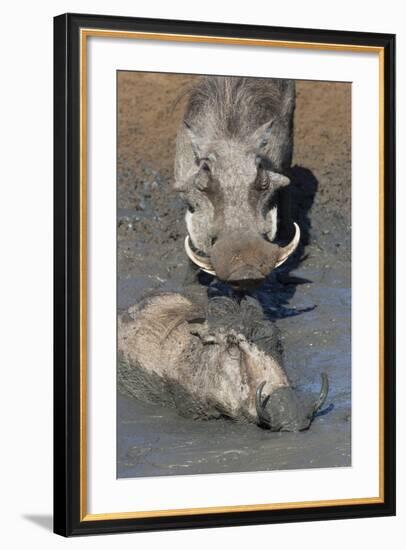 Warthog (Phacochoerus Aethiopicus) Mudbathing, Mkhuze Game Reserve, Kwazulu-Natal, South Africa-Ann & Steve Toon-Framed Photographic Print