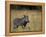 Warthog, Phacochoerus Africanus, Chobe National Park, Savuti, Botswana, Africa-Thorsten Milse-Framed Premier Image Canvas