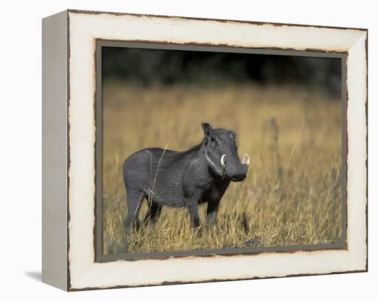 Warthog, Phacochoerus Africanus, Chobe National Park, Savuti, Botswana, Africa-Thorsten Milse-Framed Premier Image Canvas