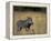 Warthog, Phacochoerus Africanus, Chobe National Park, Savuti, Botswana, Africa-Thorsten Milse-Framed Premier Image Canvas