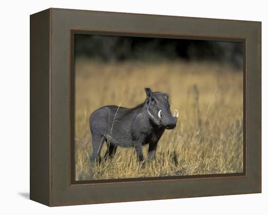 Warthog, Phacochoerus Africanus, Chobe National Park, Savuti, Botswana, Africa-Thorsten Milse-Framed Premier Image Canvas