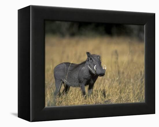 Warthog, Phacochoerus Africanus, Chobe National Park, Savuti, Botswana, Africa-Thorsten Milse-Framed Premier Image Canvas