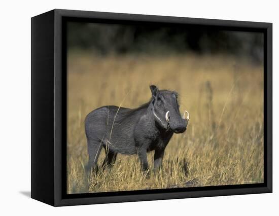 Warthog, Phacochoerus Africanus, Chobe National Park, Savuti, Botswana, Africa-Thorsten Milse-Framed Premier Image Canvas