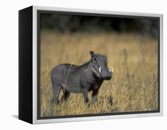 Warthog, Phacochoerus Africanus, Chobe National Park, Savuti, Botswana, Africa-Thorsten Milse-Framed Premier Image Canvas