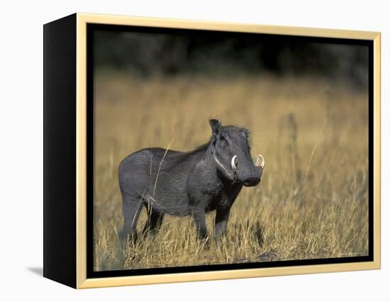 Warthog, Phacochoerus Africanus, Chobe National Park, Savuti, Botswana, Africa-Thorsten Milse-Framed Premier Image Canvas