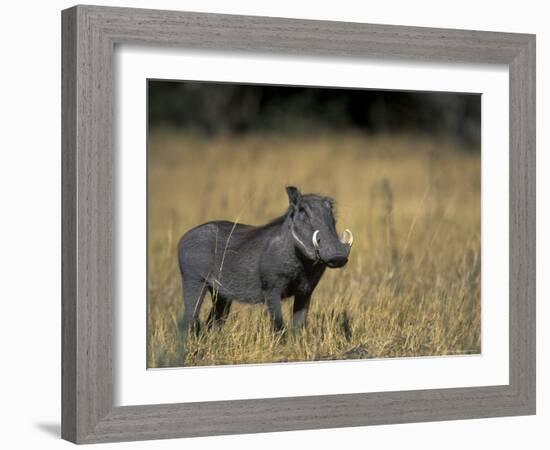 Warthog, Phacochoerus Africanus, Chobe National Park, Savuti, Botswana, Africa-Thorsten Milse-Framed Photographic Print