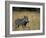 Warthog, Phacochoerus Africanus, Chobe National Park, Savuti, Botswana, Africa-Thorsten Milse-Framed Photographic Print