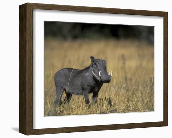 Warthog, Phacochoerus Africanus, Chobe National Park, Savuti, Botswana, Africa-Thorsten Milse-Framed Photographic Print