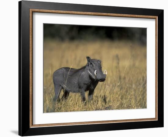 Warthog, Phacochoerus Africanus, Chobe National Park, Savuti, Botswana, Africa-Thorsten Milse-Framed Photographic Print