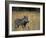 Warthog, Phacochoerus Africanus, Chobe National Park, Savuti, Botswana, Africa-Thorsten Milse-Framed Photographic Print