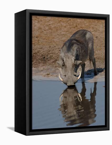 Warthog, Savuti Channal, Botswana-Pete Oxford-Framed Premier Image Canvas