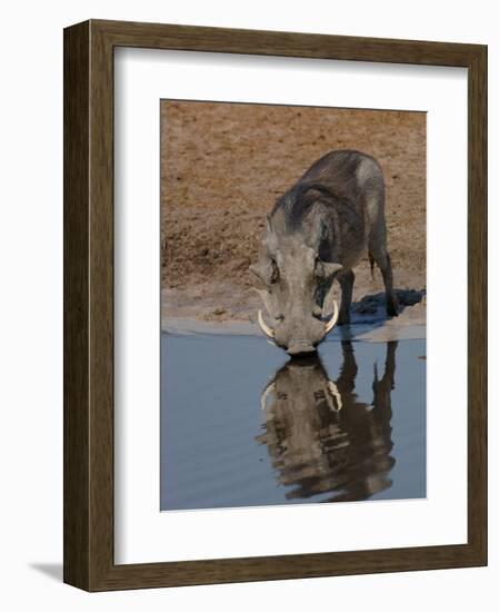 Warthog, Savuti Channal, Botswana-Pete Oxford-Framed Photographic Print