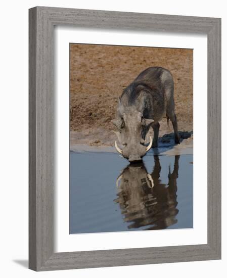 Warthog, Savuti Channal, Botswana-Pete Oxford-Framed Photographic Print