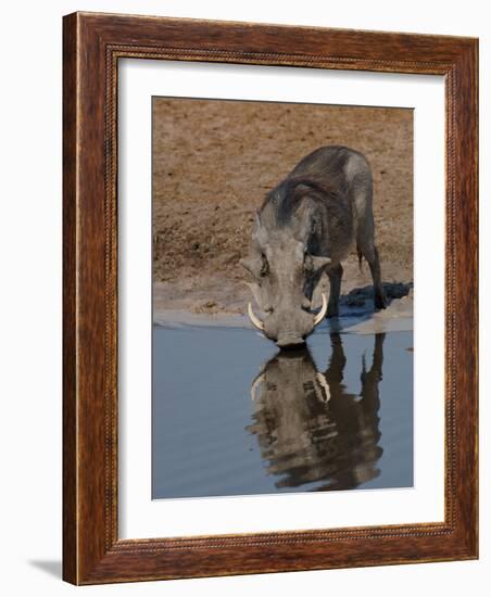 Warthog, Savuti Channal, Botswana-Pete Oxford-Framed Photographic Print