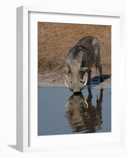 Warthog, Savuti Channal, Botswana-Pete Oxford-Framed Photographic Print