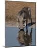 Warthog, Savuti Channal, Botswana-Pete Oxford-Mounted Photographic Print