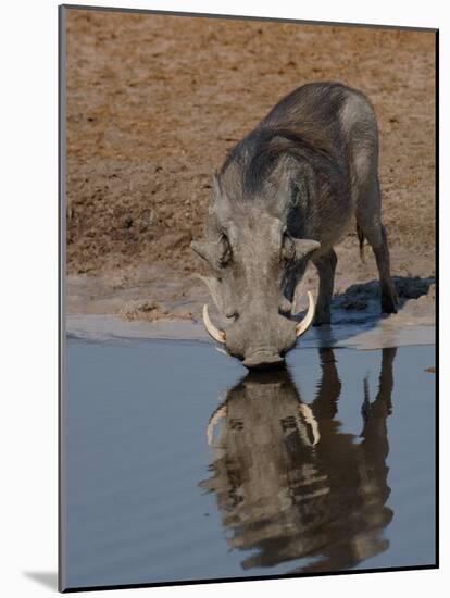 Warthog, Savuti Channal, Botswana-Pete Oxford-Mounted Photographic Print