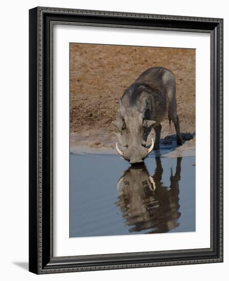 Warthog, Savuti Channal, Botswana-Pete Oxford-Framed Photographic Print