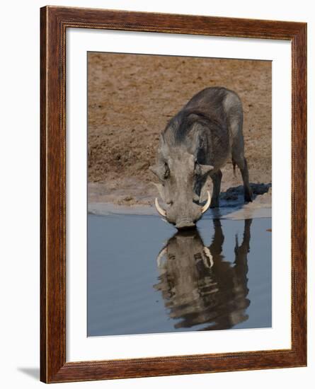 Warthog, Savuti Channal, Botswana-Pete Oxford-Framed Photographic Print