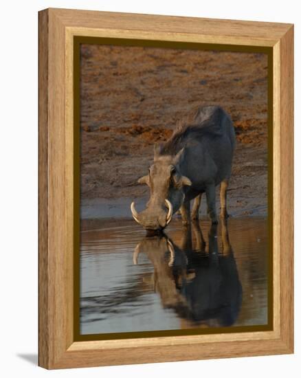 Warthog, Savuti Channal, Botswana-Pete Oxford-Framed Premier Image Canvas