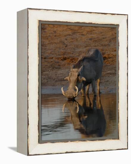 Warthog, Savuti Channal, Botswana-Pete Oxford-Framed Premier Image Canvas