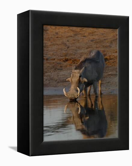 Warthog, Savuti Channal, Botswana-Pete Oxford-Framed Premier Image Canvas