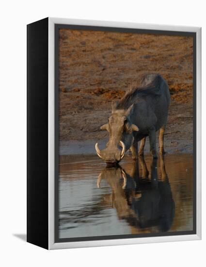Warthog, Savuti Channal, Botswana-Pete Oxford-Framed Premier Image Canvas