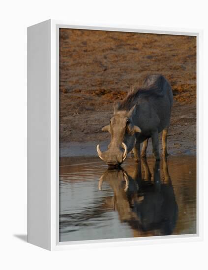 Warthog, Savuti Channal, Botswana-Pete Oxford-Framed Premier Image Canvas