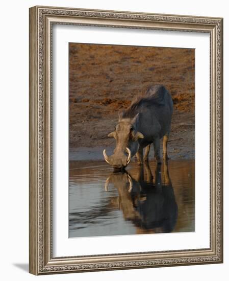 Warthog, Savuti Channal, Botswana-Pete Oxford-Framed Photographic Print