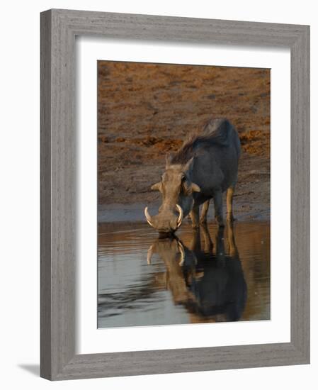 Warthog, Savuti Channal, Botswana-Pete Oxford-Framed Photographic Print