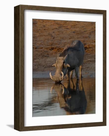 Warthog, Savuti Channal, Botswana-Pete Oxford-Framed Photographic Print