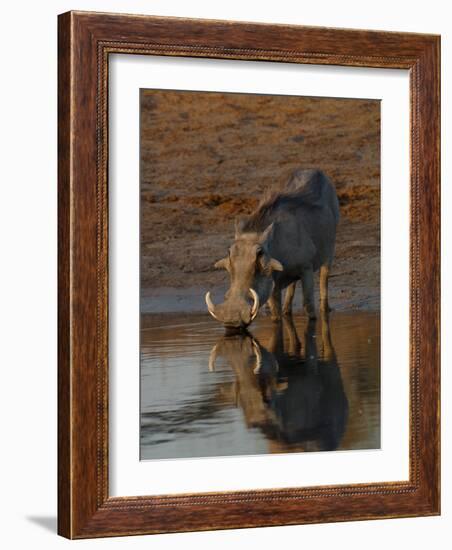 Warthog, Savuti Channal, Botswana-Pete Oxford-Framed Photographic Print