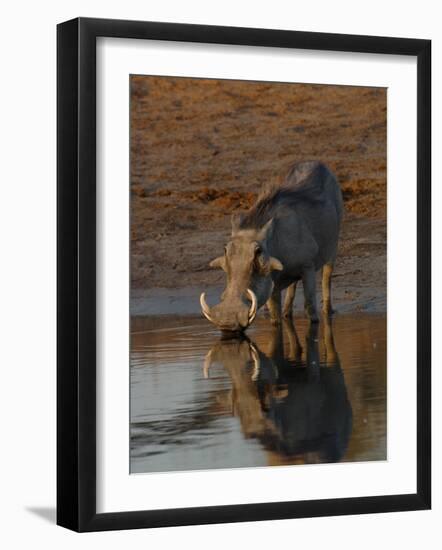 Warthog, Savuti Channal, Botswana-Pete Oxford-Framed Photographic Print