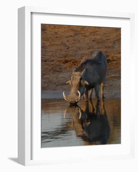 Warthog, Savuti Channal, Botswana-Pete Oxford-Framed Photographic Print