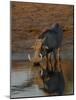 Warthog, Savuti Channal, Botswana-Pete Oxford-Mounted Photographic Print