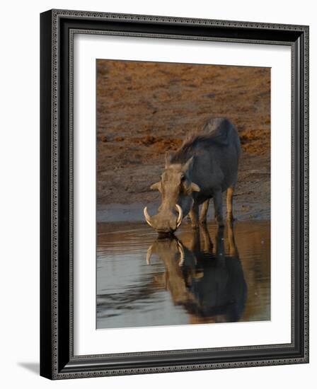 Warthog, Savuti Channal, Botswana-Pete Oxford-Framed Photographic Print