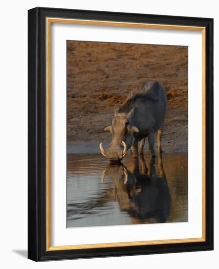 Warthog, Savuti Channal, Botswana-Pete Oxford-Framed Photographic Print