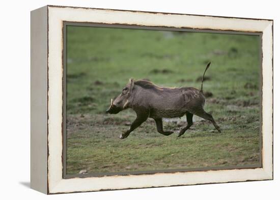 Warthog-DLILLC-Framed Premier Image Canvas