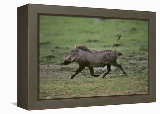 Warthog-DLILLC-Framed Premier Image Canvas
