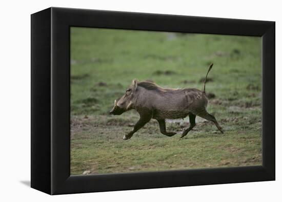 Warthog-DLILLC-Framed Premier Image Canvas