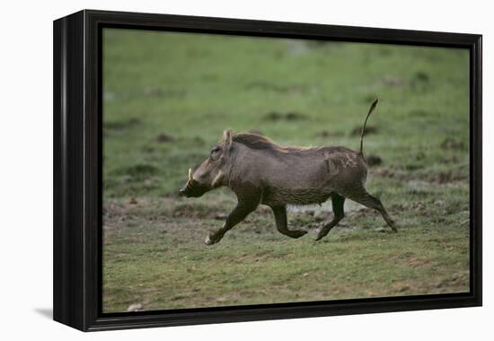 Warthog-DLILLC-Framed Premier Image Canvas