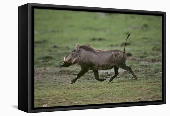 Warthog-DLILLC-Framed Premier Image Canvas