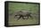 Warthog-DLILLC-Framed Premier Image Canvas