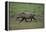 Warthog-DLILLC-Framed Premier Image Canvas