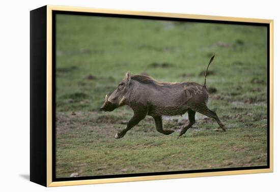 Warthog-DLILLC-Framed Premier Image Canvas